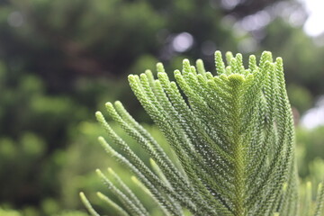 Green pine leaves occur naturally.