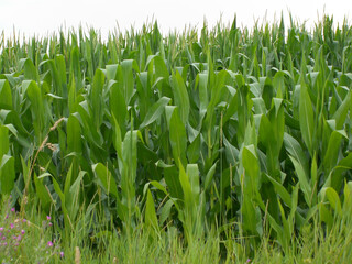 green wheat field