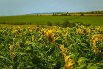 Fototapeta na wymiar Sunflowers in the sun
