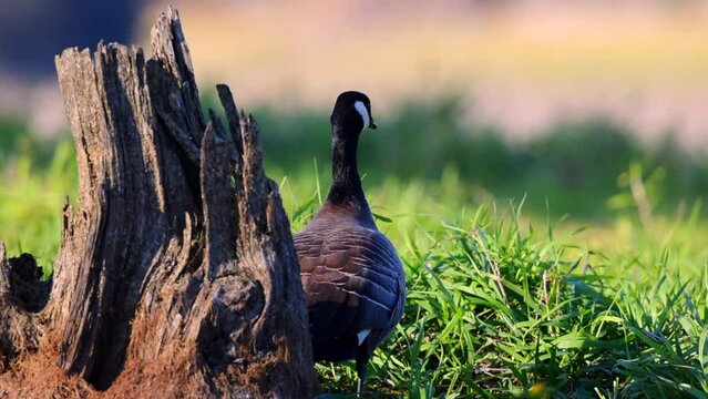 Wild goose at Alder Lake sheltered from the wind behind a tree stump.