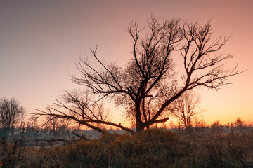 Fototapeta na wymiar Tree at sunset