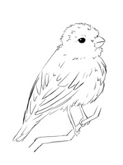 Rosenfinches Are bird in line art illustration