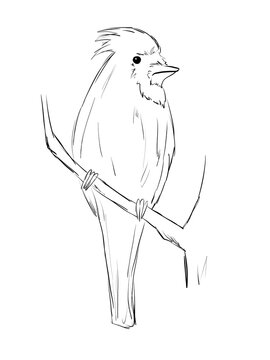 Cardinal bird in line art illustration