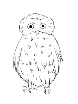 Southern Boobook owl bird in line art illustration