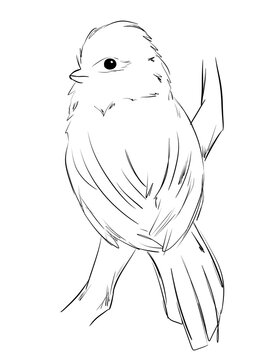Azure Tit bird in line art illustration