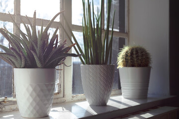 House plants on the window sill