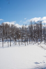 雪に覆われた青い池　美瑛町
