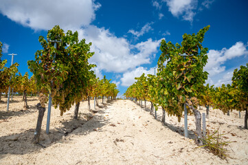 Fototapeta na wymiar Wine production on Cyprus, white chalk soil and rows of grape plants on vineyards with ripe white wine grapes ready for harvest