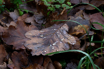 mushroom in the forest