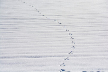 雪の上の野生動物の足跡
