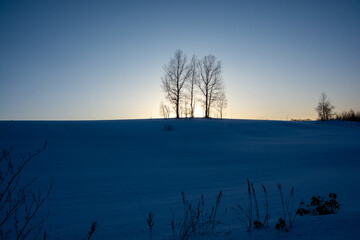 冬の夕暮れの丘に立つ冬木立
