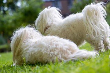 Two Maltese dogs in the garden