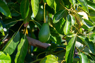 Ripe green hass avocadoes hanging on tree ready to harvest, avocado plantation on Cyprus