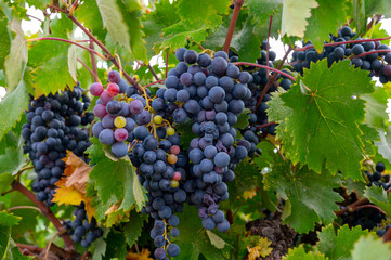 Wine production on Cyprus, ripe blue black wine grapes ready for harvest