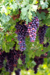 Bunches of purple ripening table grapes berries hanging down from pergola in garden on Cyprus