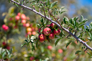 Fruit orchard with apple trees with small red fruits