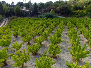 Wine production on Cyprus, rows of grape plants on vineyards with ripe white wine grapes ready for harvest