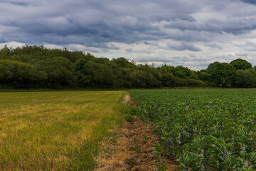 Obraz premium Fields and sky
