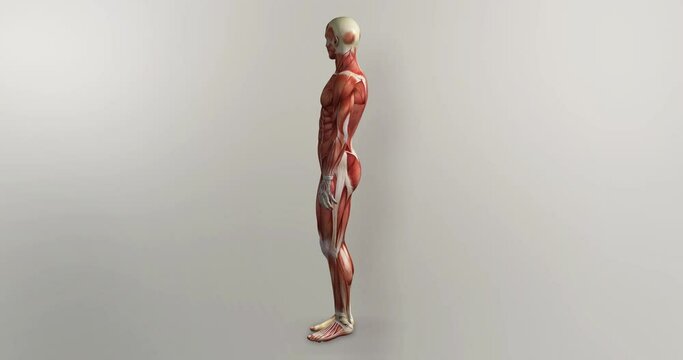 Male Muscles Rotate 360 3D Animation