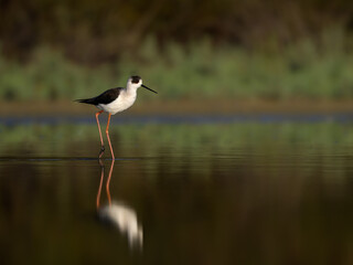 Black-winged Stilt