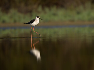 Black-winged Stilt