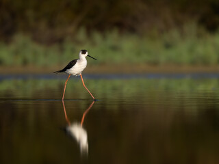 Black-winged Stilt