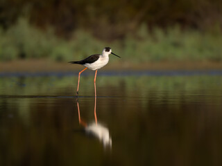 Black-winged Stilt