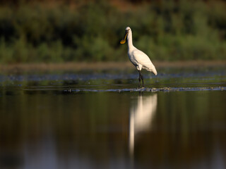 Eurasian Spoonbill with reflection foraging on the pond in early morning light