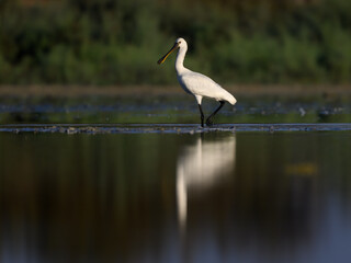 Eurasian Spoonbill with reflection foraging on the pond in early morning light