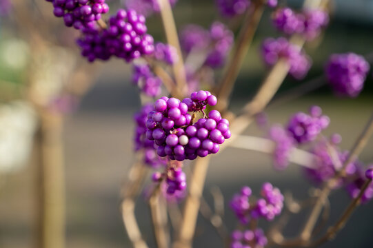 Purple berries of callicarpa ornamental plant, garden plant for winter