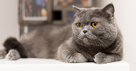 A cat relaxing at home