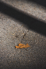 A brown leaf on the asphalt