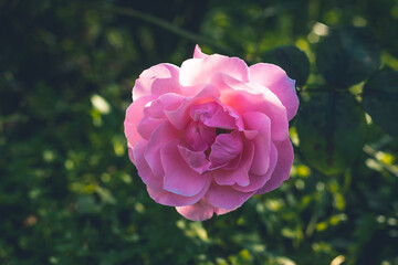A close-up of a rose flower