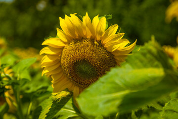 Peaceful sunflower