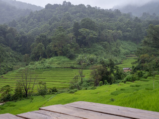 scenery of green rice terrace, Chaingmai, Thailand