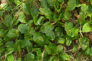 Beautiful green broadleaf plantain plants growing outdoors