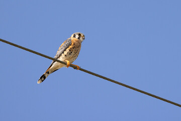 American kestrel (Falco sparverius), a small species of falcon, a type of bird of prey, in Sarasota, Florida