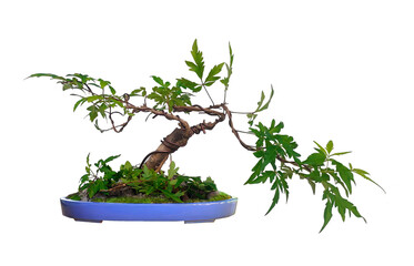 A small bonsai with leaves similar to maple leaves.,betel nut maple