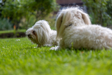 Naklejka na ściany i meble Two Maltese dogs on the grass