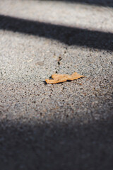 A leaf on the asphalt