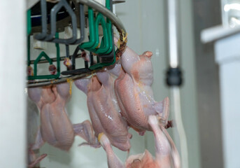 Close up whole chicken release from conveyor chain.