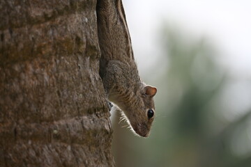 Squirrel
