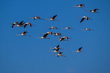 Flock of Greater Flamingos  flying against blue sky 