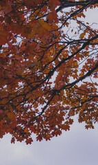 Autumn Branches