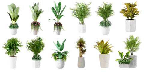set of plants isolated