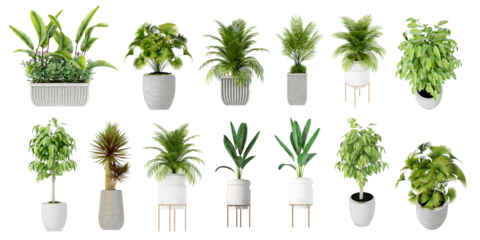 set of plants isolated