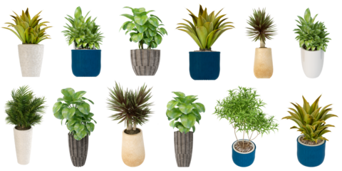 Plant in pot isolated