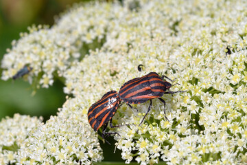 交尾するアカスジカメムシ（北海道・斜里町）

