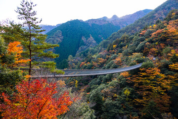 梅の木轟公園吊り橋と紅葉