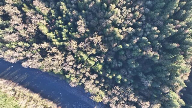 An aerial view shows the Sandy River flowing through a healthy forest near Mount Hood, Oregon. Forests cover large swaths of land throughout the Pacific Northwest in the United States.